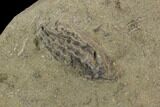 Crinoid Plate ( species) - Crawfordsville #94368-2